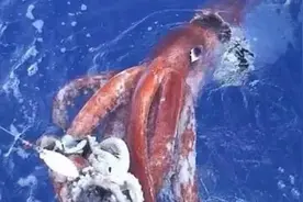 我们必须要高度警惕乌贼章鱼鱿鱼吐的都是黑墨汁图片