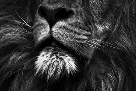 动物壁纸 老虎壁纸 狮子壁纸 霸气男壁纸图片