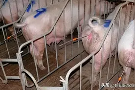 深部输精的操作方法及注意事项图片
