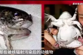 日本核污染水进入大海，7年前当地记者称核污染致畸形生物频现，盘点那些被核辐射污染后的动植物图片