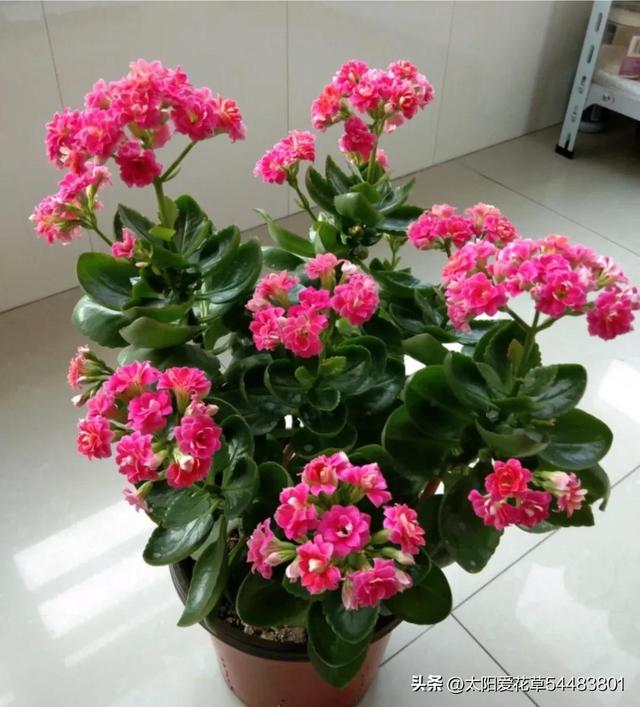 新年养这6种漂亮花,赚大了,好看好养爱"爆崽",一盆变多盆