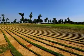 农业农村部：已改变用途的耕地不再给予补贴，抛荒一年以上的取消次年补贴资格图片