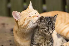 大橘19 三花产下四胞胎，大橘变身解忧猫，深夜食堂我们一起烤烤烤图片