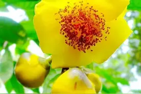 茶族皇后”金茶花，医用功效令人惊叹，因其稀少成为植物界大熊猫图片