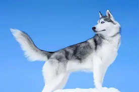 为何他们都说要养哈士奇？自己养了才知道图片