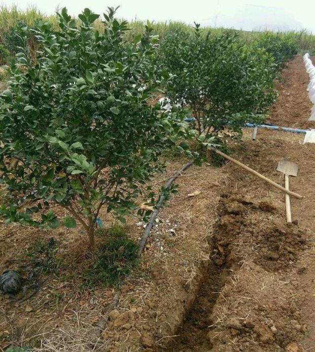 柑橘施肥不到位，今年产量高不了！专家强调的5个细节，太关键