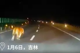 吉林省一国道惊现“溜达虎”，网友：急着去尔滨接qie图片