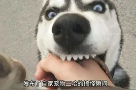 疯狂的"宠物二哈"梗席卷网络，用户争相模仿图片