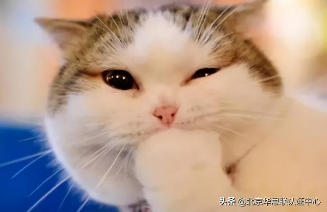 宠物营养I 蛋白质 I 蛋氨酸 I 组氨酸 I 赖氨酸的作用