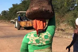 大象体重是猪的50多倍，为何没人养殖大象来吃，大象肉能吃吗？图片