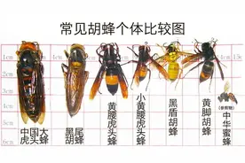 胡蜂种类到底有多少种？图片