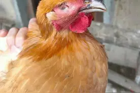 鸡群脸肿常见三种情况，一篇文章让你学会区分技巧图片