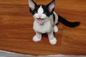 笑死！主人晒出4000元买的布偶猫，网友：这不是马猴吗哈哈哈...图片