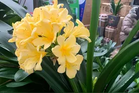 原本很简单的“君子兰”，被搞的复杂化，记住3点，就能轻松养好图片