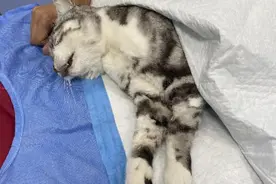 “丁克”女院长的猫咪送医治疗误致死：两家医院系同公司旗下，是否公开道歉成争论点图片