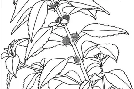 香料知识：薄荷以清凉效果著称，选不对真正品种，清凉持久性有限图片