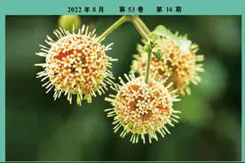 五法经典方辨治肝纤维化的现代药理作用图片