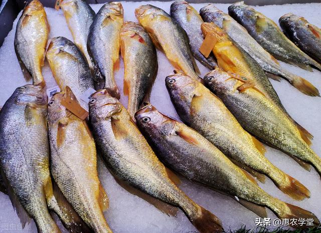 黄花鱼花胶多少钱一斤 黄花鱼胶价格