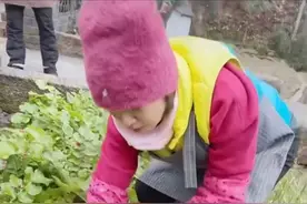 刘玉翠回老家农村生活，下地拔萝卜到河边洗，炒菜用柴火烧地锅图片