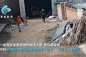 笑不活了！大鹅醉酒后飞出一里地，主人骑车追回图片