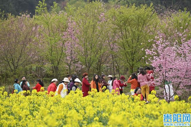【花Young贵阳】观山湖千亩樱花园悄然走红，每天数千游客前来打卡