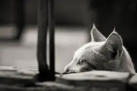 猫咪临终前26秒奋力告别，泪眼望着主人最后一面离世···图片