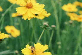 五一反向游丨南明山百亩花田，走起！图片