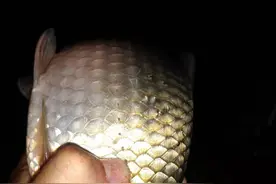 春季夜钓全攻略，大鲫都在这里，只需钓四小时图片