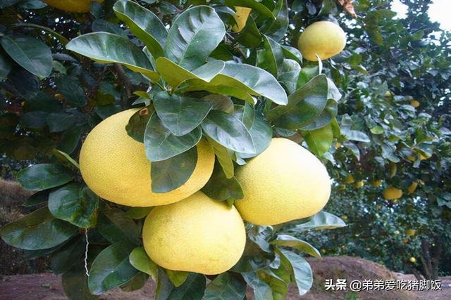 小刘知特产——度尾文旦柚