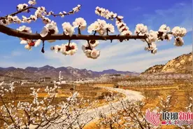 临沂春季赏花地图来了！赴一场春天的花漾约会图片