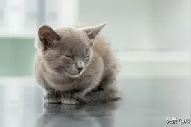 猫生产前的表现，猫多大可以生小猫猫，猫生产前的征兆有哪些图片