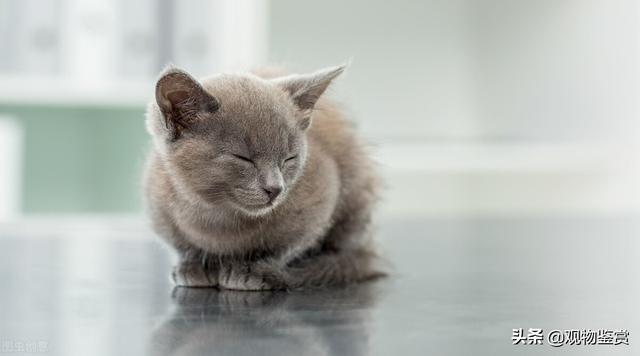 猫咪产前预兆（猫生产前的表现）