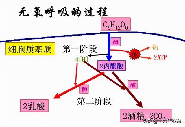 高中生物重要生化知识图解记忆（建议收藏）