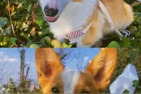 求助！狗子这样是神经炎吗？图片