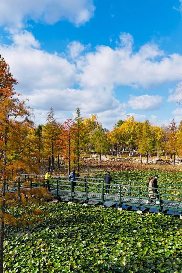 最新实拍！烟台鱼鸟河“顶级秋色”加载中