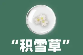 每天一个护肤知识：积雪草图片