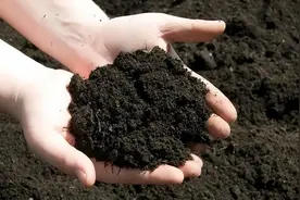 是谁在砸中国人的饭碗？400年才形成的黑土，4元一斤在网上被盗卖图片