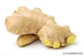 大姜线虫什么时间发生？怎么判断大姜有根结线虫？药肥防控如何做图片