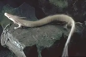 辽宁营口坠龙事件：数万人亲眼目睹，权威报刊报道，龙真的存在吗图片