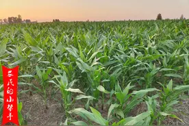 同一株玉米，有人说8叶，有人说10叶，差别在哪？数错有啥影响？图片