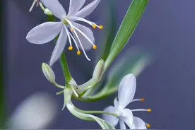 家里为什么不能养吊兰？有人说吊兰对风水不好，是真的吗？图片