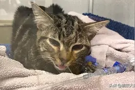猫瘟必须要治疗7天吗？图片