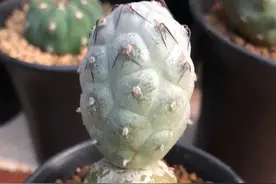 仙人球习志野，也是贵货，利用嫁接繁殖，变成了白菜价！图片