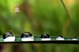白露能种什么菜？5种时令蔬菜放心种，可以吃到春图片