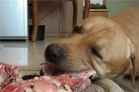 狗狗不能吃猪肉？这个说法对吗？图片
