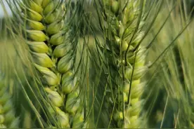 适合河南省种植：十个大粒型小麦品种，省肥又高产图片