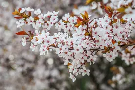 写给最想念的人：春节快乐，想你，念你，一生爱你图片