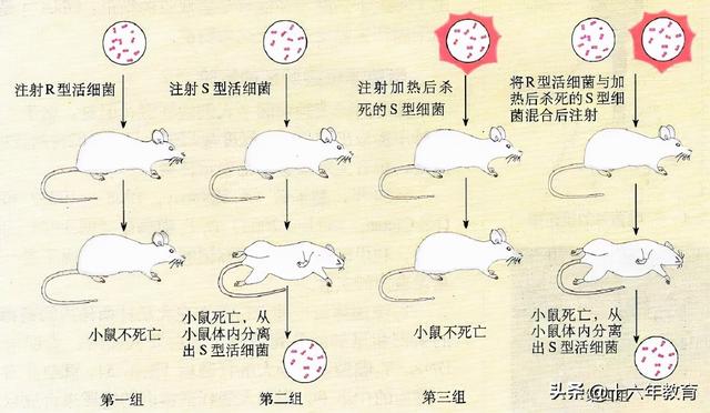 高中生物重要生化知识图解记忆（建议收藏）