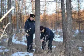 排查违法猎捕野生动物行为！大兴安岭警方拆除猎套、猎夹200余个图片