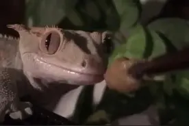 如何避免睫角守宫的肠炎图片